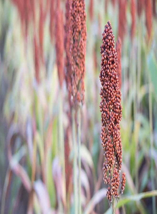 One Top Bird Natural Growth Foods Red Millet for Dove,Parrot,Cockatoo,Macaw All Birds Nuts (1000 Gram) All Birds | Daily Birds Food - Image 5